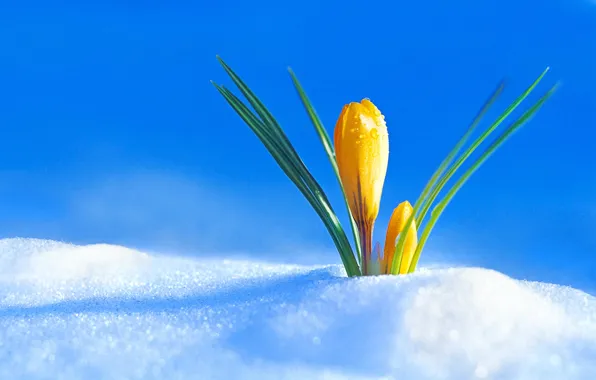 Картинка снег, весна, бутон, крокус
