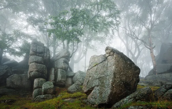Лес, деревья, туман, камни, скалы, утро, дымка, валуны