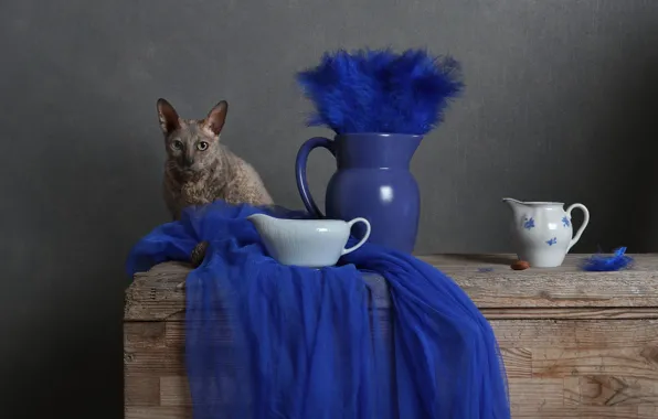 Кошка, кот, взгляд, синий, поза, серый, фон, доски