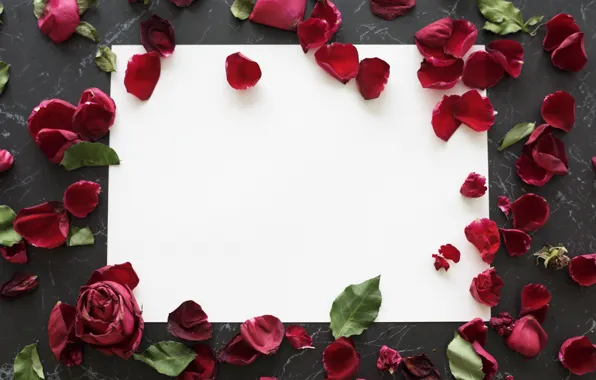 Картинка розы, рамка, лепестки, красные, petals, roses, frame, floral