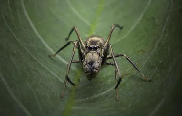 Green, spider, leave