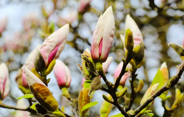 Tree, spring, magnolia, buds, twig