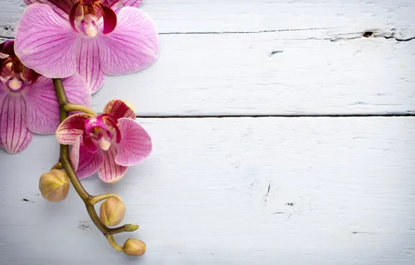Wood, орхидея, pink, flowers, orchid