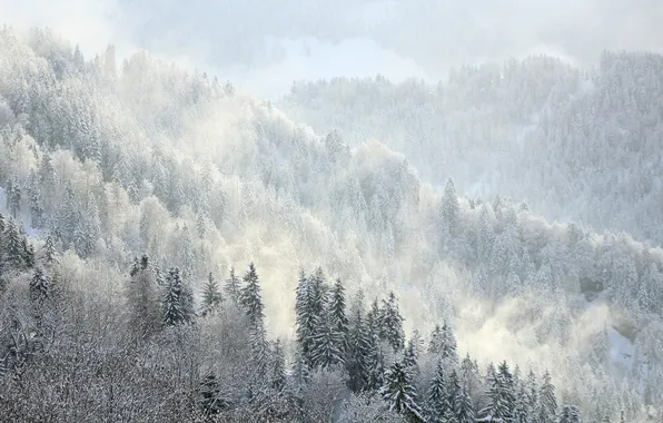 Зима, лес, природа