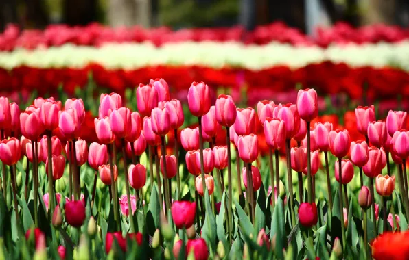 Картинка зелень, поле, листья, цветы, красный, яркие, весна, сад