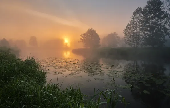 Картинка лето, трава, деревья, пейзаж, природа, туман, река, рассвет