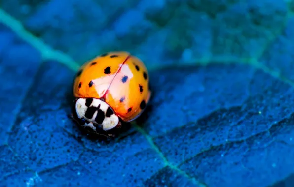 Flower, nature, blue, leaf, insect, vegetation, ladybird, eetle