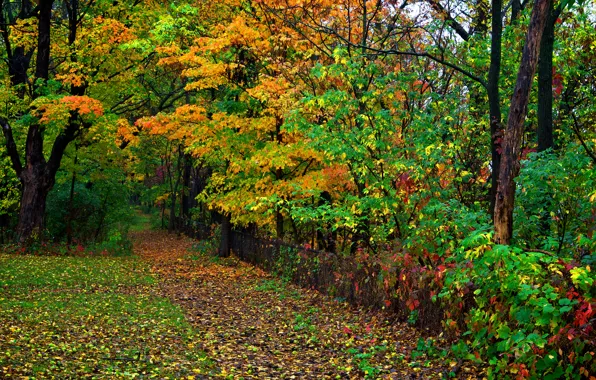 Картинка осень, лес, листья, деревья, парк, забор