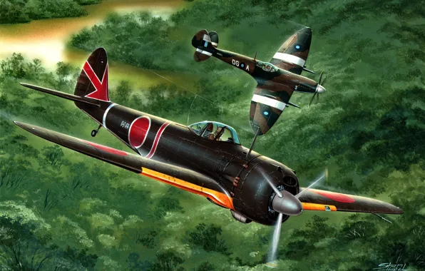 Imperial, Hayabusa, Spitfire, Nakajima, WW2, Supermarine, Mk.VIII, Ki-43-III Ko