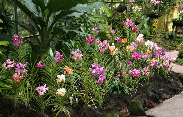 Цветы, сад, орхидеи, Singapore, National Orchid Garden