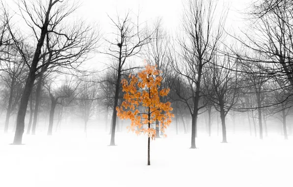 Деревья, туман, парк