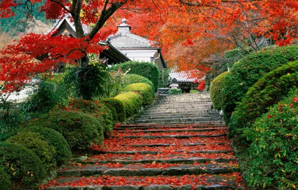 Осень, Япония, сад