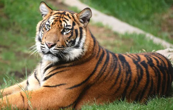 Картинка Тигр, лежит, лужайка