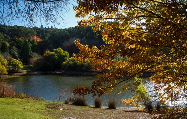 Осень, солнце, деревья, пруд, парк, Австралия, Mount Lofty Botanic Garden