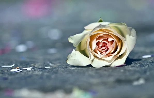 Макро, цветы, розы