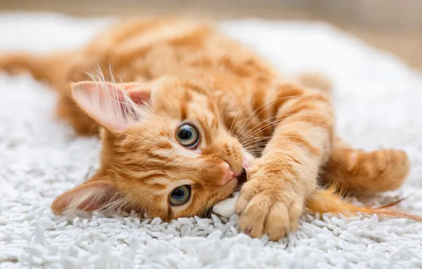 Кошка, кот, взгляд, игрушка, мышка, рыжий, лежит, мех