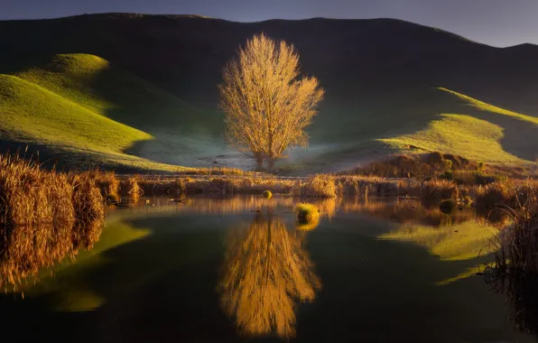 Озеро, отражение, дерево, холмы, Новая Зеландия, New Zealand, Hawke's Bay, Хокс-Бей