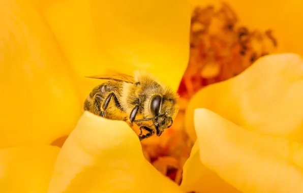 Картинка цветок, макро, пчела, насекомое