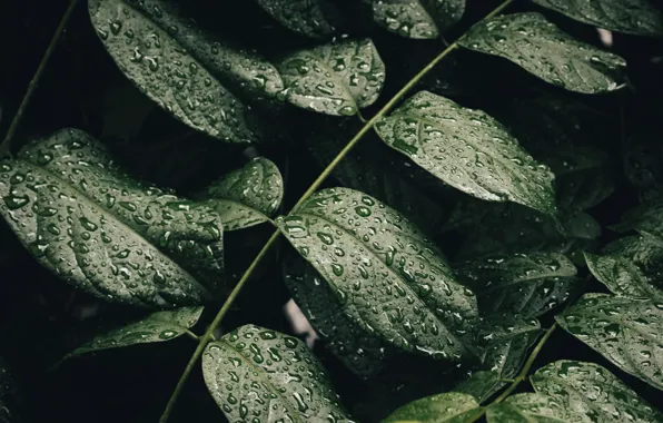 Plant, Kabita Darlami, Rain Drops