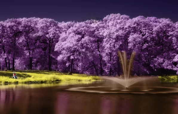 Картинка фиолетовый, пейзаж, озеро, дерево, lake, tree, scenery, purple