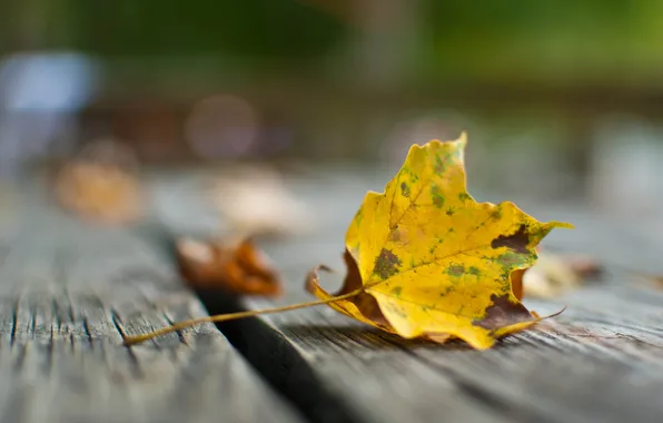 Осень, макро, жёлтый, листок, размытость