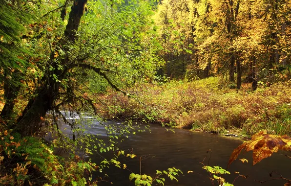 Картинка осень, лес, листья, деревья, ветки, ручей