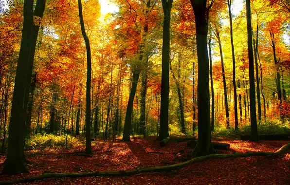 Картинка осень, лес, листья, деревья, пейзаж, природа