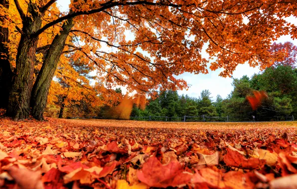 Картинка осень, листья, деревья