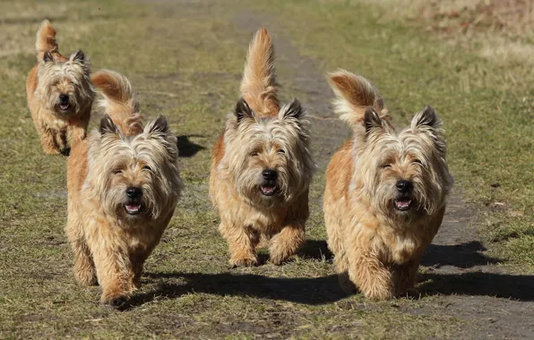 Grass, Dogs, buddies, tail wagging