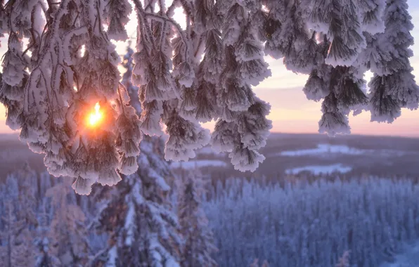 Зима, солнце, снег, деревья, ветки, природа, сосна, Hannu Koskela