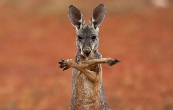 Фон, widescreen, обои, кенгуру, wallpaper, австралия, широкоформатные, background