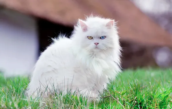 Кошка, белый, трава, кот, взгляд, природа, поза, дом