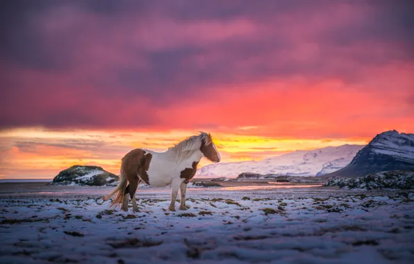 Картинка небо, снег, горы, ветер, краски, лошадь, Исландия