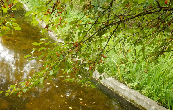 Осень, листья, ветки, лист, ягоды, ручей, widescreen, обои