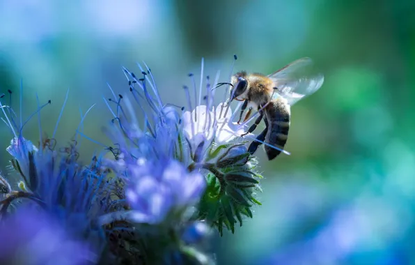 Цветок, природа, пчела