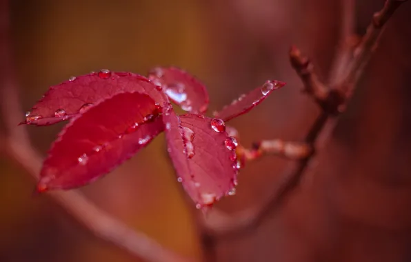 Листья, капли, ветка, после дождя, красные, боке, осенние