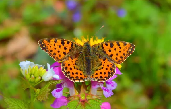 Картинка Макро, Бабочка, Боке, Bokeh, Macro, Butterfly