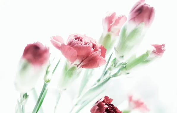 Картинка blossom, plant, pastel