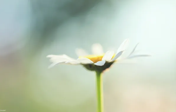 Картинка ромашка, нежно, chamomile