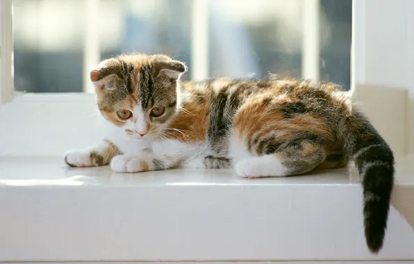 Картинка кошка, котенок, пятнистый окрас