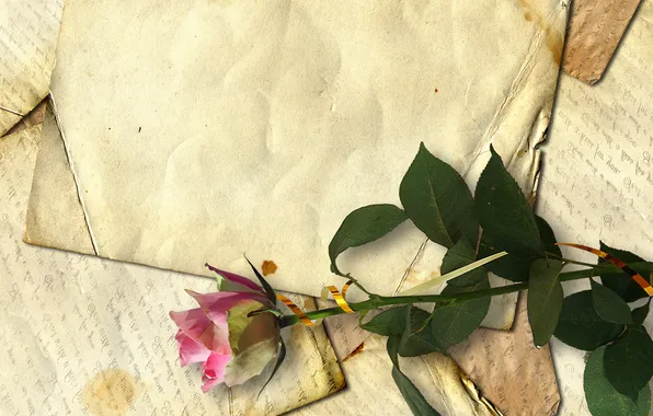 Ретро, роза, строки, старая бумага, письма, засушенный цветок