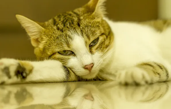 Картинка кошка, отражение, нега