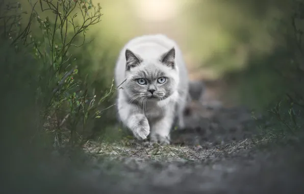 Кошка, трава, взгляд, природа, поза, котенок, серый, поляна