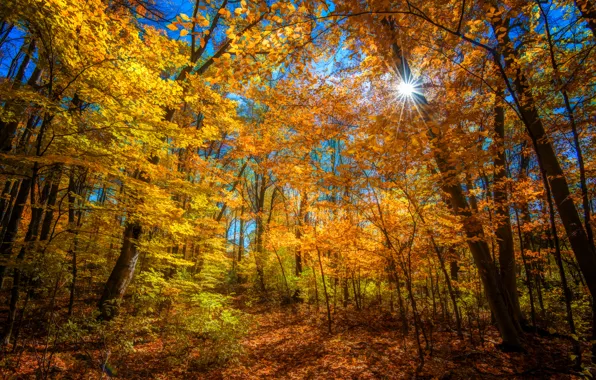 Картинка осень, лес, солнце, лучи, деревья, цвет, ярко