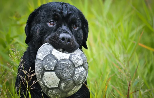 Картинка друг, мяч, собака