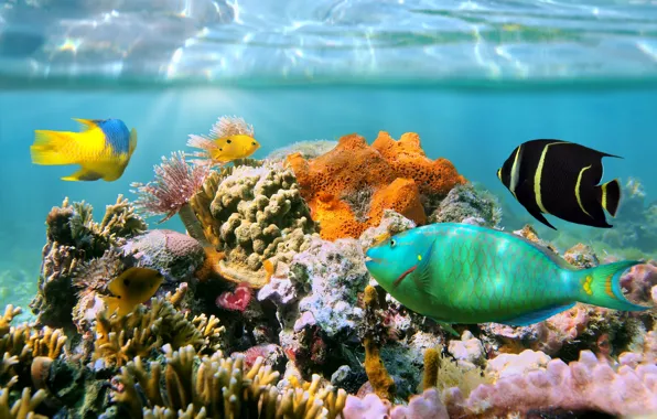 Underwater, ocean, fishes, tropical, reef, coral