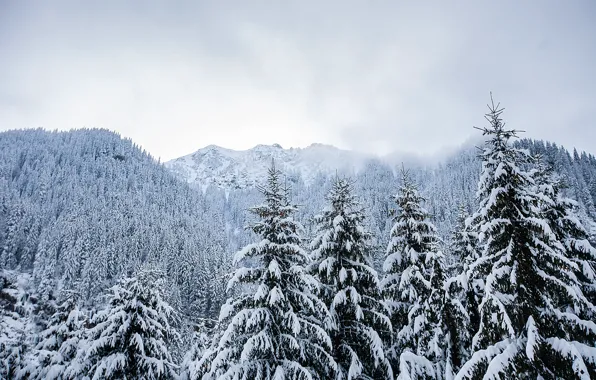 Зима, снег, деревья, пейзаж, горы, елки, landscape, winter