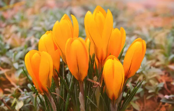 Картинка Крокусы, Crocuses, Yellow crocuses