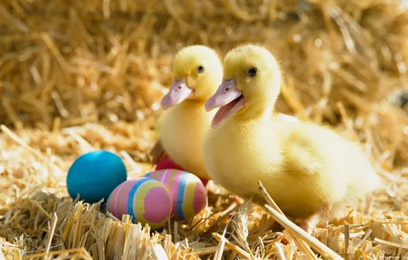 Pair, Duck, Duckling, Duck Wallpaper