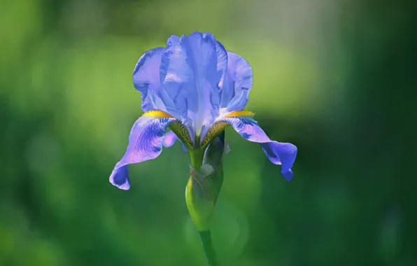 Природа, лепестки, ирис
